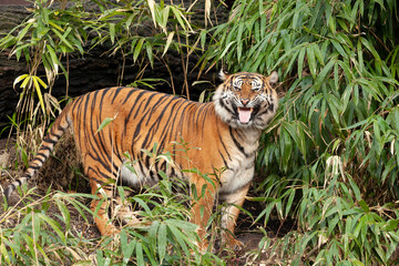 Flehmen is a behavioral expression that is mainly observable during the reproductive period