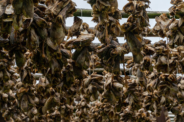 close up view of wooden racks with hundreds of stockfish heads drying in the arctic air