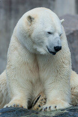Fototapeta na wymiar The polar bear is classified as a vulnerable species
