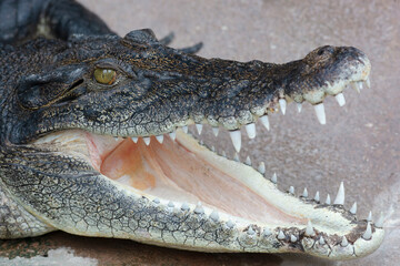 Australian freshwater crocodile with its slender snout