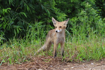 A baby red fox in the summer in the Altai in Russia
