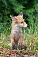 A baby red fox in the summer during the rain