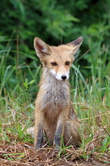 Wet baby red fox in the summer in the Altai