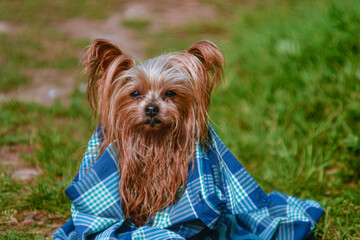 A small dog warming himself in a checkered blanket. Wet after bathing. 