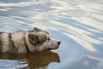 Large dog Malamute. Crossbreed with a wolf. The dog bathes in cool water. 