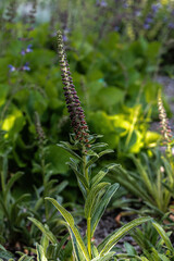 Willow-leaved, Dusty or Spanish Rusty Foxglove (Digitalis obscura)