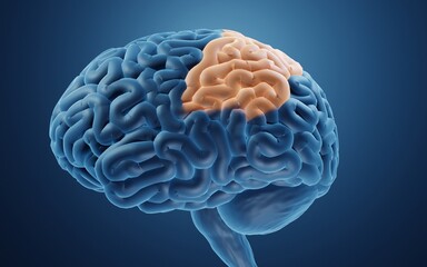Parietal lobe in human brain 3d illustration - obrazy, fototapety, plakaty