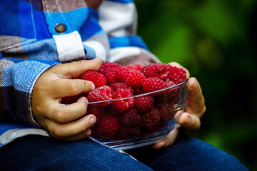 child holds a bowl with ripe raspberries organic product on the farm.