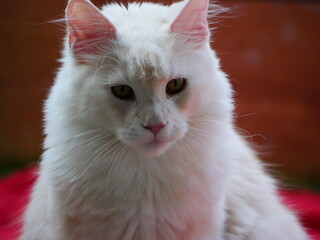 Biały kot © Dorota