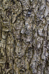 Bark of Turkish Hazel or Turkish Filbert (Corylus colurna)