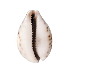 shell in the form of a vagina on a gray background. The concept of women's health, menstruation and...