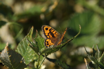 A Wall brown butterfly perched on brambles.