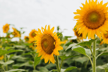 Yellow Sunflower field rural landscape. Harvest time agriculture farming oil production. Healthy oils