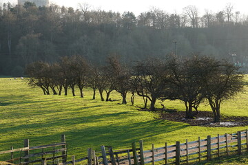 Line of wind stunted trees in a field