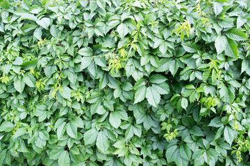 Green hedge or Green Leaves Wall