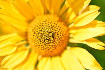 yellow chamomile heliopsis in the garden on a bush