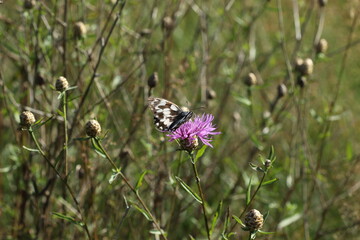 A Marbled white butterfly on a pink flower.