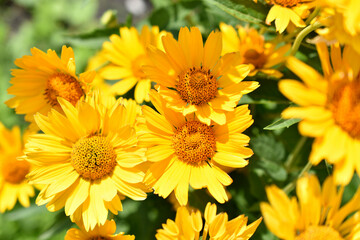 yellow chamomile heliopsis in the garden on a bush