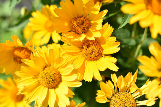 yellow chamomile heliopsis in the garden on a bush