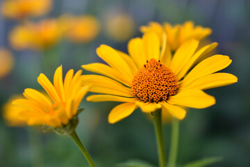 yellow chamomile heliopsis in the garden on a bush