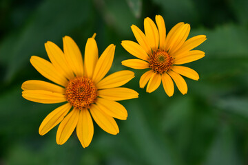 yellow chamomile heliopsis in the garden on a bush