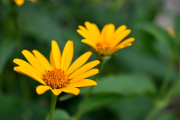 yellow chamomile heliopsis in the garden on a bush