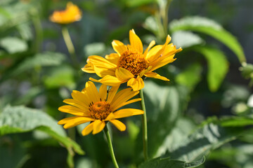 yellow chamomile heliopsis in the garden on a bush