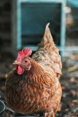 Poules et composteurs