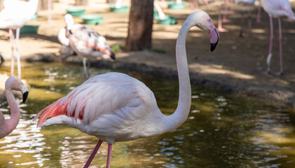 Ave flamingo dentro de um lago cercado por outras aves