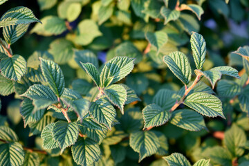 Green cherry foliage close-up in the light