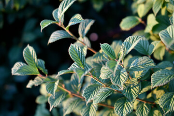 Green cherry foliage close-up in the light