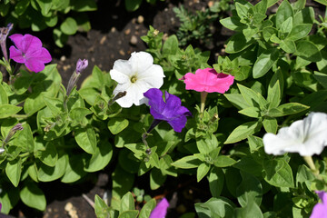 Red and white petunia flowers in the garden