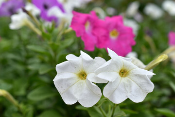 Red and white petunia flowers in the garden