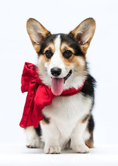dog shows tongue in red bow welsh corgi breed on white background