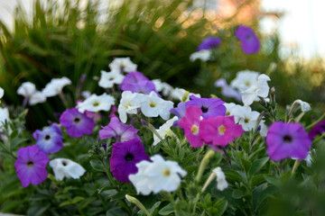 Red and white petunia flowers in the garden