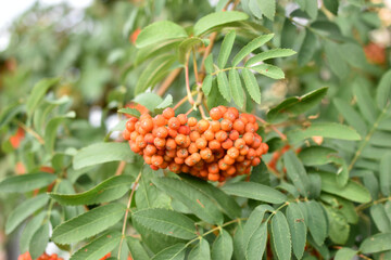 Red mountain ash fruits in clusters on the branches