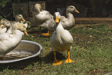 White domestic ducks walk on the green grass. White ducks in the courtyard of a rural house. Lots of ducks outdoors on a sunny day.