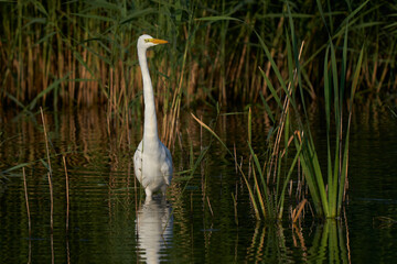 Great White Egret (Ardea alba) hunting amongst the reed along the edge of a lake at Ham Wall in Somerset, United Kingdom. 