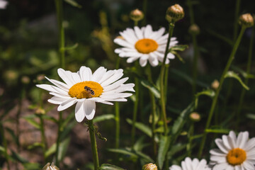 White daisy flowers close-up on a green blurred background outdoors on a summer day in the garden. A wild bee sits on white field daisies with a yellow core. © Vit-Vit
