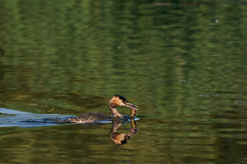 Fototapeta na wymiar Great Crested Grebe (Podiceps cristatus) with a recently caught fish in its beak swimming on a lake at Ham Wall in Somerset, United Kingdom. 