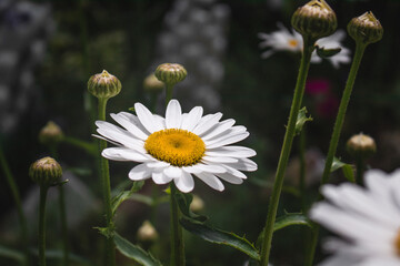 Beautiful white field daisies with a yellow core. White daisy flowers close-up on a green blurred background outdoors on a summer day in the garden. © Vit-Vit