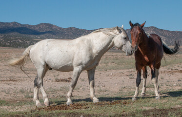 Obraz na płótnie Canvas Beautiful Wild Horses in the Utah Desert