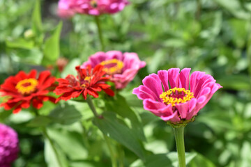 Yellow red white cynia close up macro photo