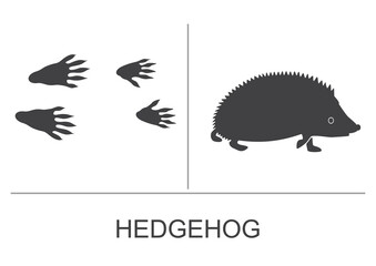 Hedgehog silhouette and prints of the hind and fore paws. Vector illustration.