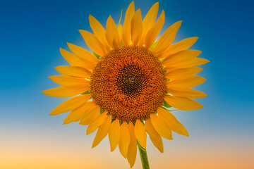 Obraz premium Beautiful bright sunflower against the blue sky. Perfect desktop wallpaper. For design and interior decoration