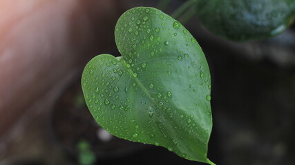 Leaf with water drops, Monstera deliciosa