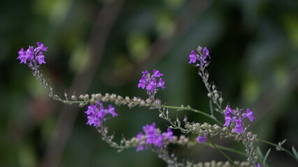 Close up view of a Purple toadflax flowers, Linaria purpurea (L.) Mill. 