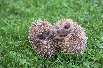 Two small hedgehogs curled up in a ball on the grass