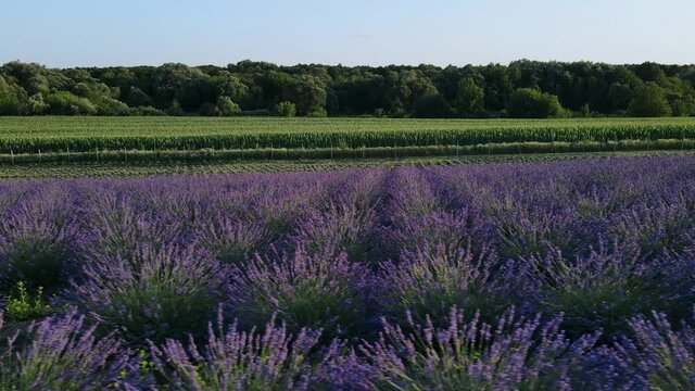 Flying near a beautiful field of purple lavender flower planted in a row