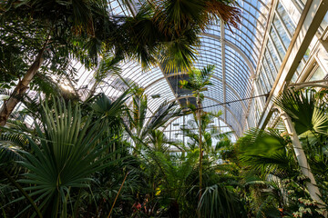 Fototapeta na wymiar Tropical greenhouse glasshouse sunny interior full of fresh green plants. Natural Indoor decorative plants. Lush botanical garden. 